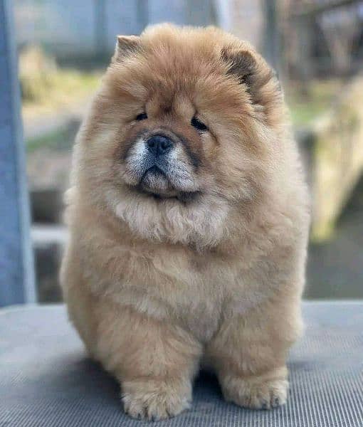 Chow chow imported puppies available for sale 9