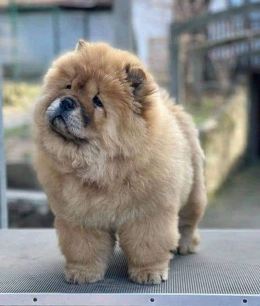 Chow chow imported puppies available for sale 10