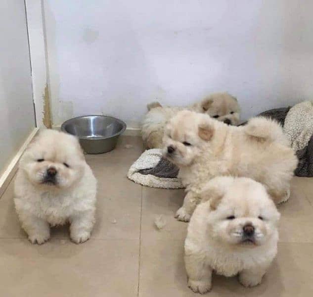 Chow chow imported puppies available for sale 12