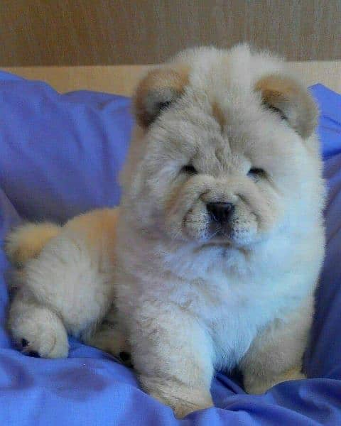 Chow chow imported puppies available for sale 13