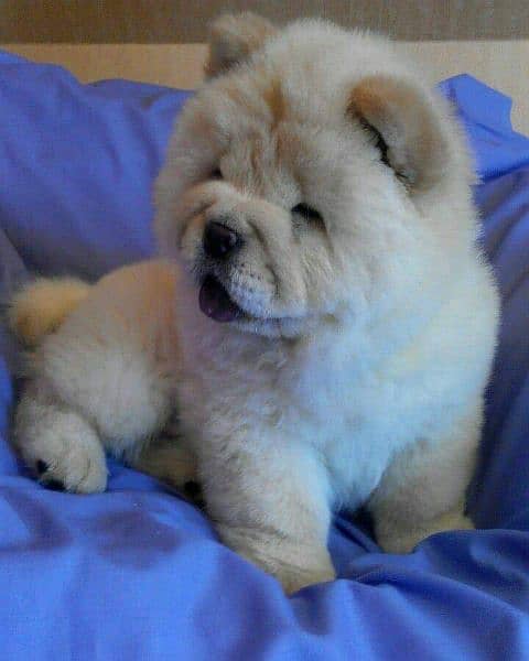 Chow chow imported puppies available for sale 14