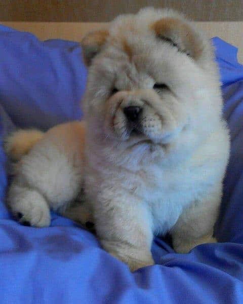 Chow chow imported puppies available for sale 15