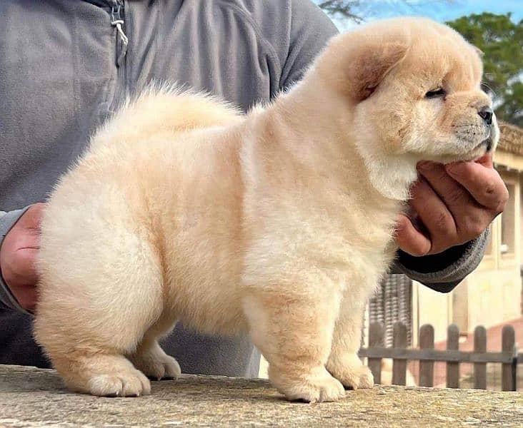 Chow chow imported puppies available for sale 17
