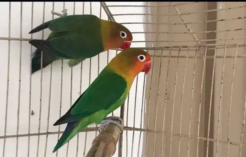Love birds breeder pair for sale granthi Kay sath Australian parrot 0