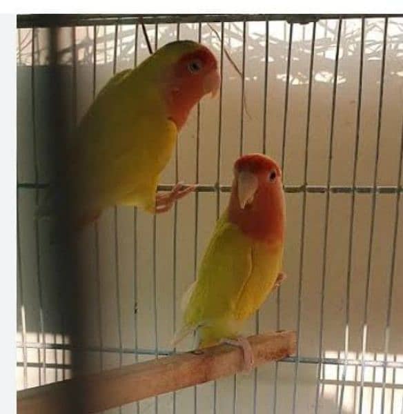 Love birds breeder pair for sale granthi Kay sath Australian parrot 1