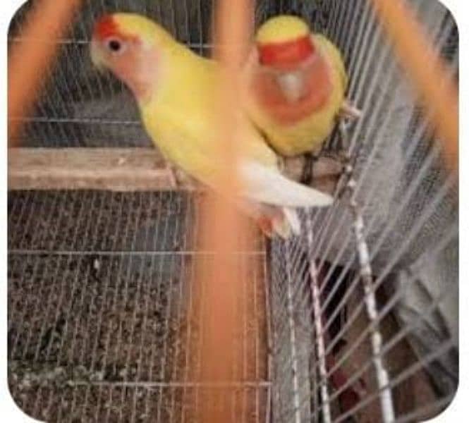 Love birds breeder pair for sale granthi Kay sath Australian parrot 2