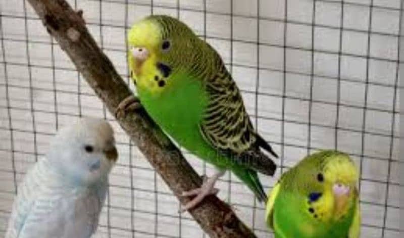 Love birds breeder pair for sale granthi Kay sath Australian parrot 3