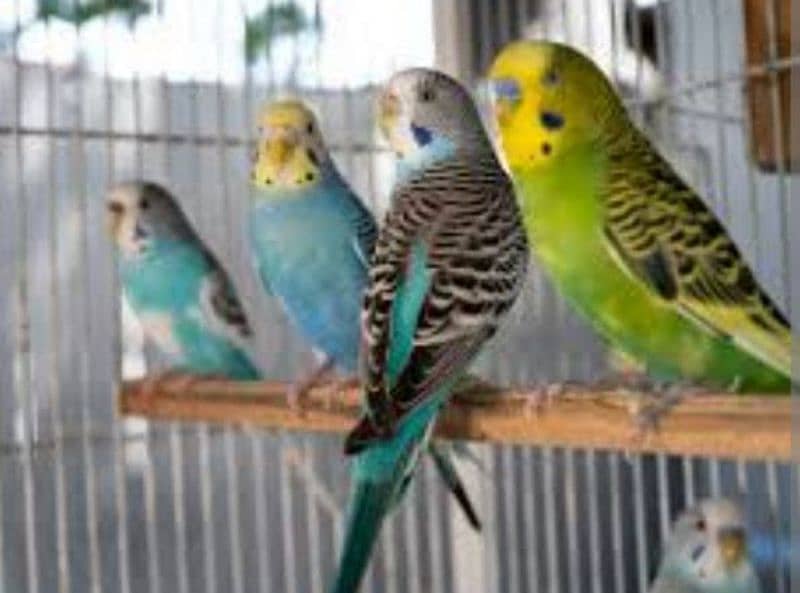 Love birds breeder pair for sale granthi Kay sath Australian parrot 4
