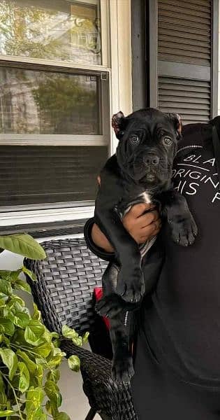 Cane corso imported puppies available for sale 1