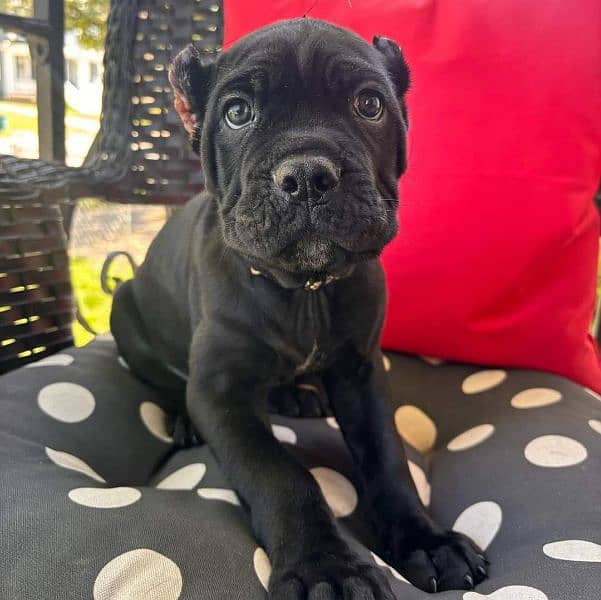 Cane corso imported puppies available for sale 3