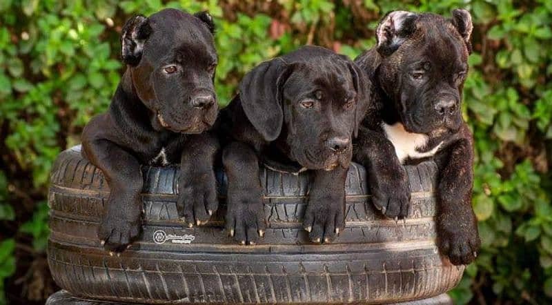 Cane corso imported puppies available for sale 4