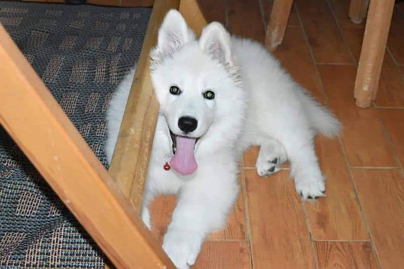 White German shepherd puppies available for sale 1
