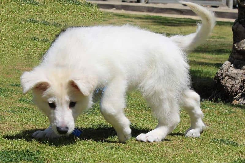 White German shepherd puppies available for sale 2