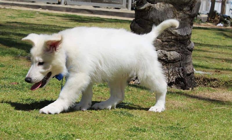 White German shepherd puppies available for sale 3