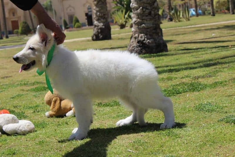 White German shepherd puppies available for sale 4