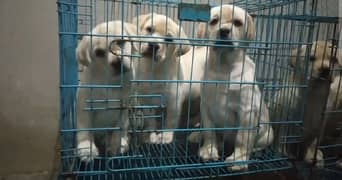 British Labrador puppies available for sale 0