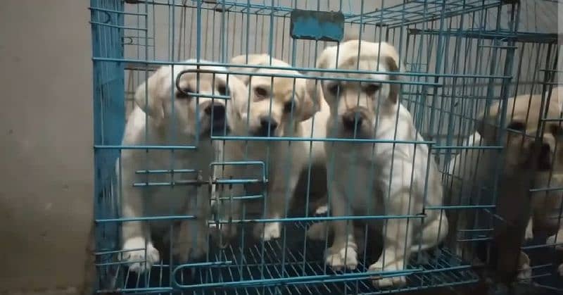 British Labrador puppies available for sale 2