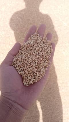 Gandum, Wheat For Sale -  گندم، گندم برائے فروخت