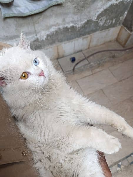 Male Persian Cat 0
