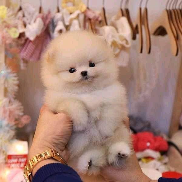 imported Tea cup Pomeranian puppies for sale 1