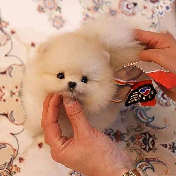imported Tea cup Pomeranian puppies for sale 2