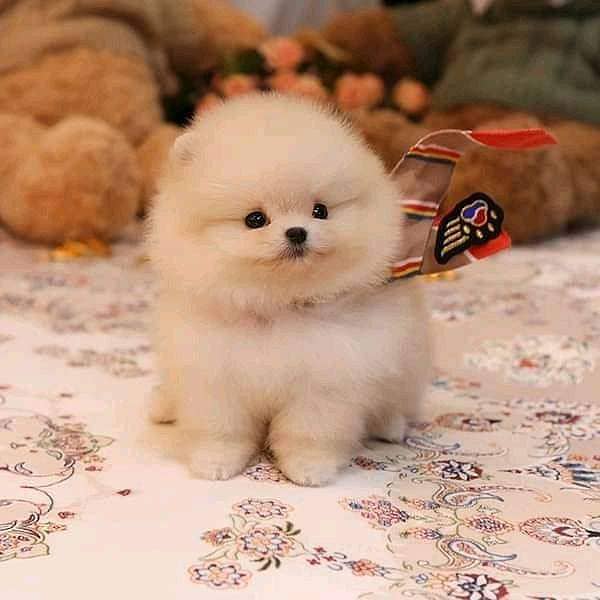 imported Tea cup Pomeranian puppies for sale 3