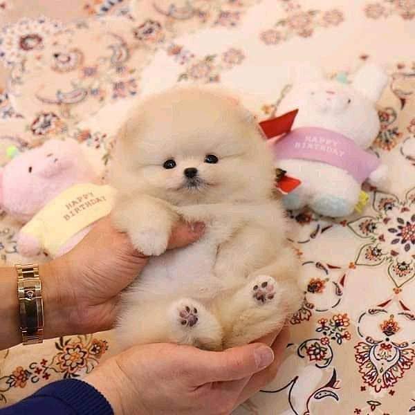 imported Tea cup Pomeranian puppies for sale 5
