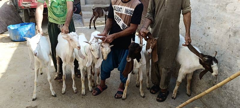 Qurbani buck goat bakry 0