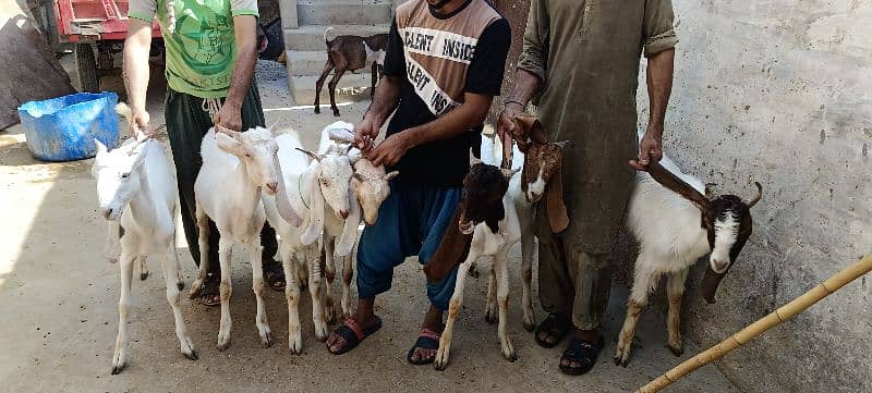 Qurbani buck goat bakry 1