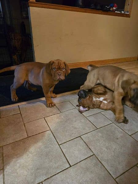 French mastiff imported puppies available for sale 1