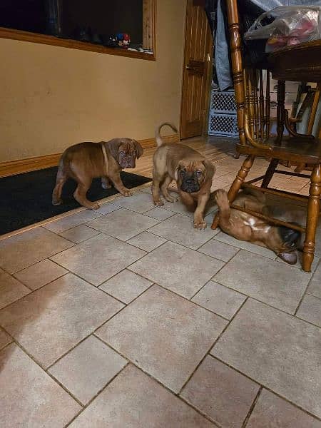 French mastiff imported puppies available for sale 2