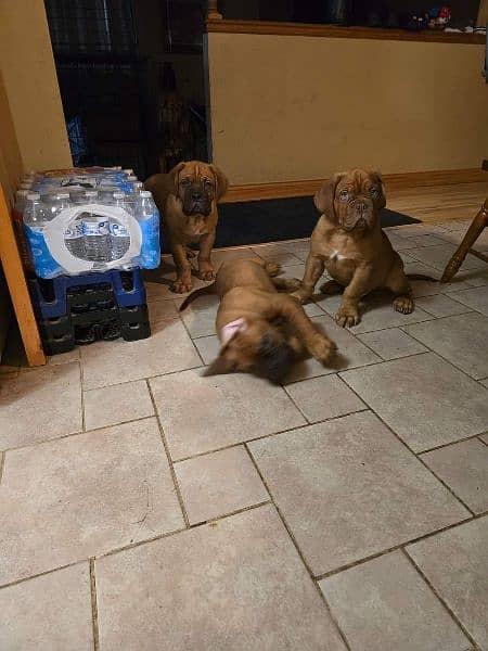 French mastiff imported puppies available for sale 3