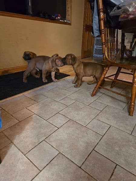 French mastiff imported puppies available for sale 5