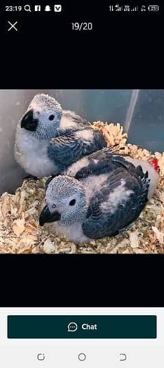 African grey parrot chiks available han Wahtsp please 0335/1088/291