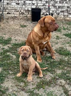 French mastiff imported puppies available for sale
