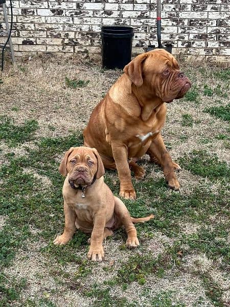 French mastiff imported puppies available for sale 0