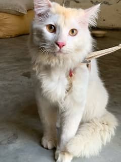 persian white cat 9 months age