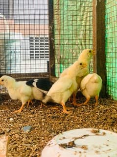 Heera Aseel chicks