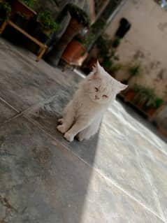 Persian male for sale age 1 year tripple coad doll face