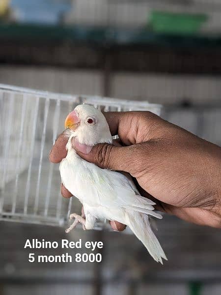 creamino,Decino, Albino Red eye, Albino split, parblue split ino 2