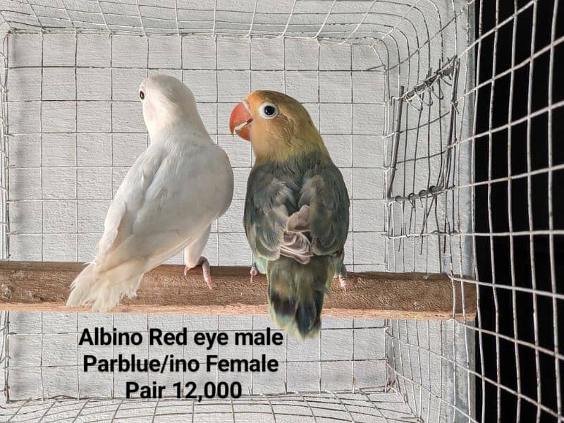 creamino,Decino, Albino Red eye, Albino split, parblue split ino 6