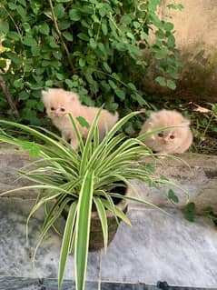 pure persian kittens