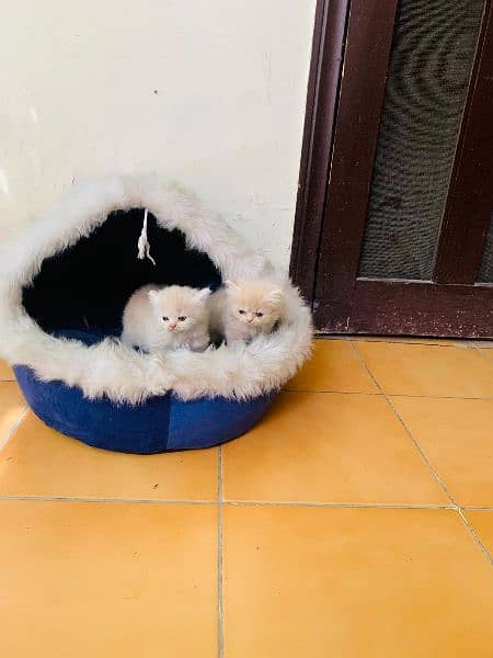 pure persian kittens 2