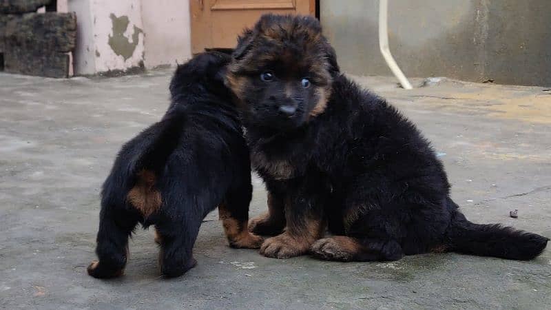 German Shepherd puppy for sale 0