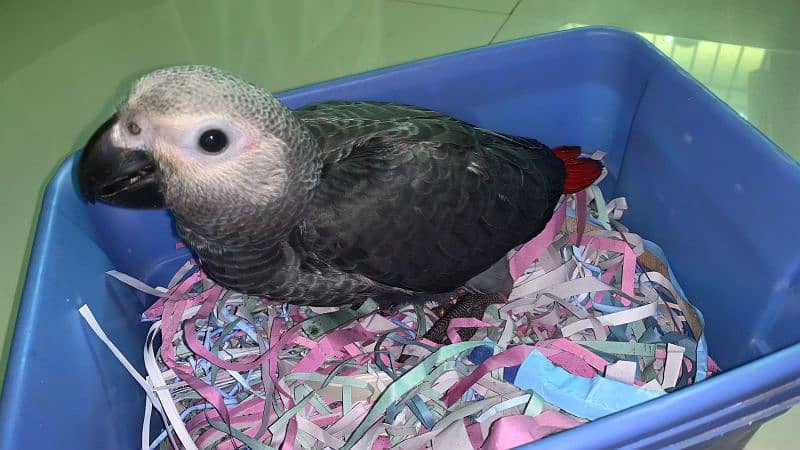African Grey  2 and half month age 2