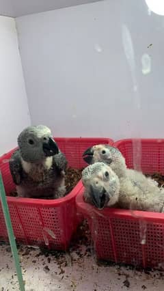 African Grey  2 and half month age