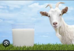 Goat milk for sale  home delivery available