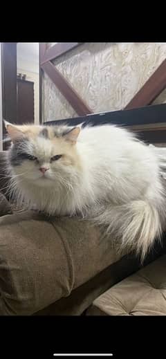 persian cat female