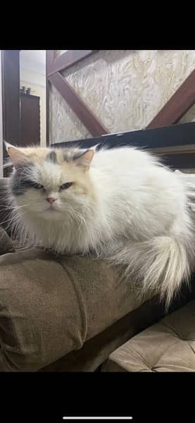 persian cat female 0