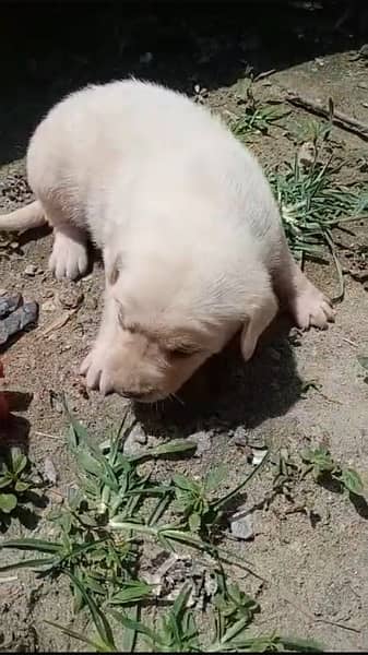 Labrador puppy 0